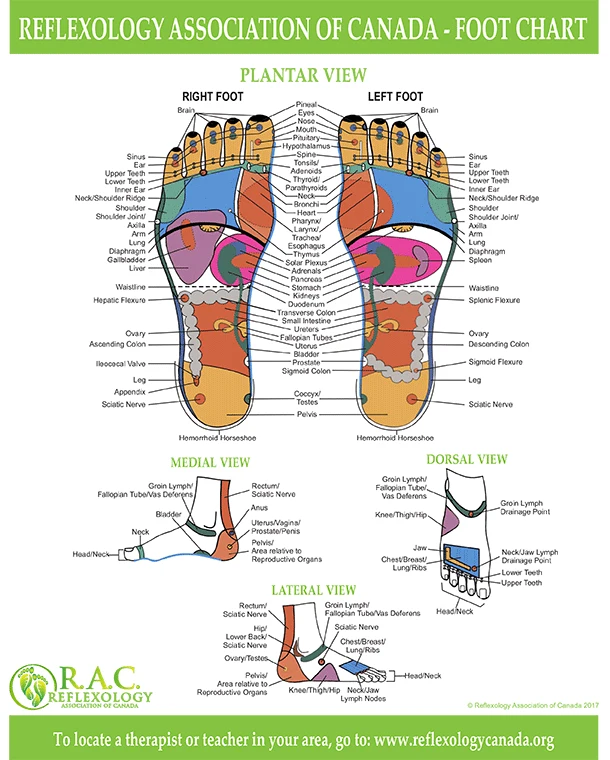 Chiropractic Calgary AB Reflexology Foot Poster